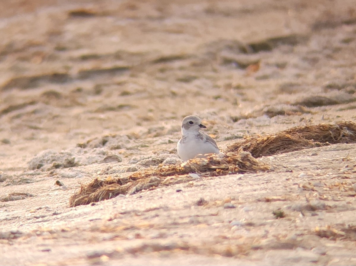 Piping Plover - ML639985152