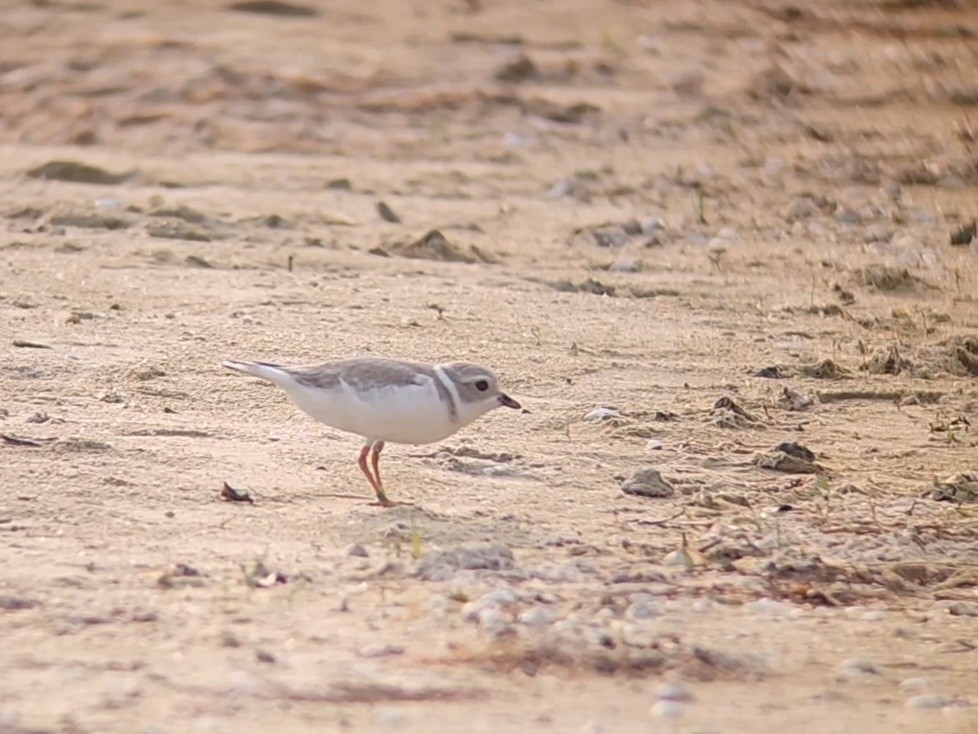 Piping Plover - ML639985153