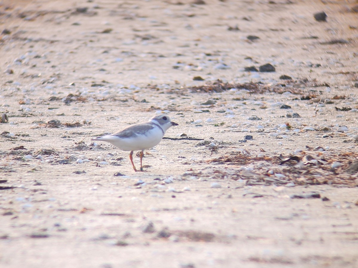 Piping Plover - ML639985154