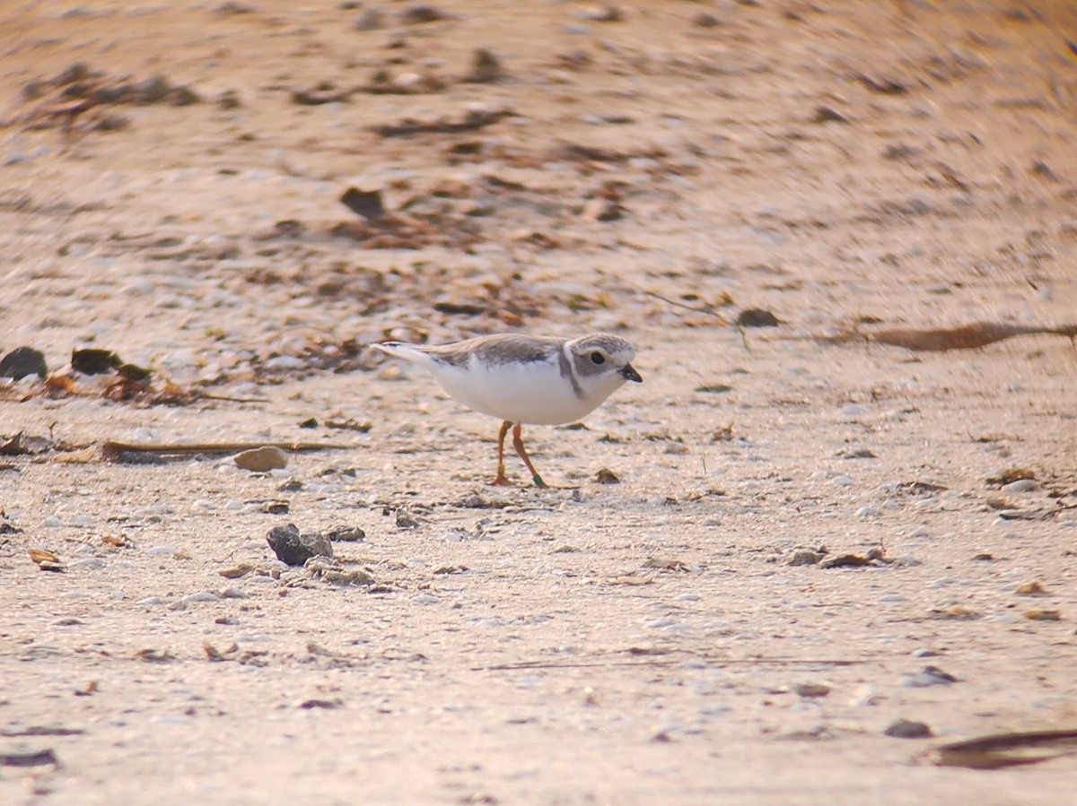 Piping Plover - ML639985155