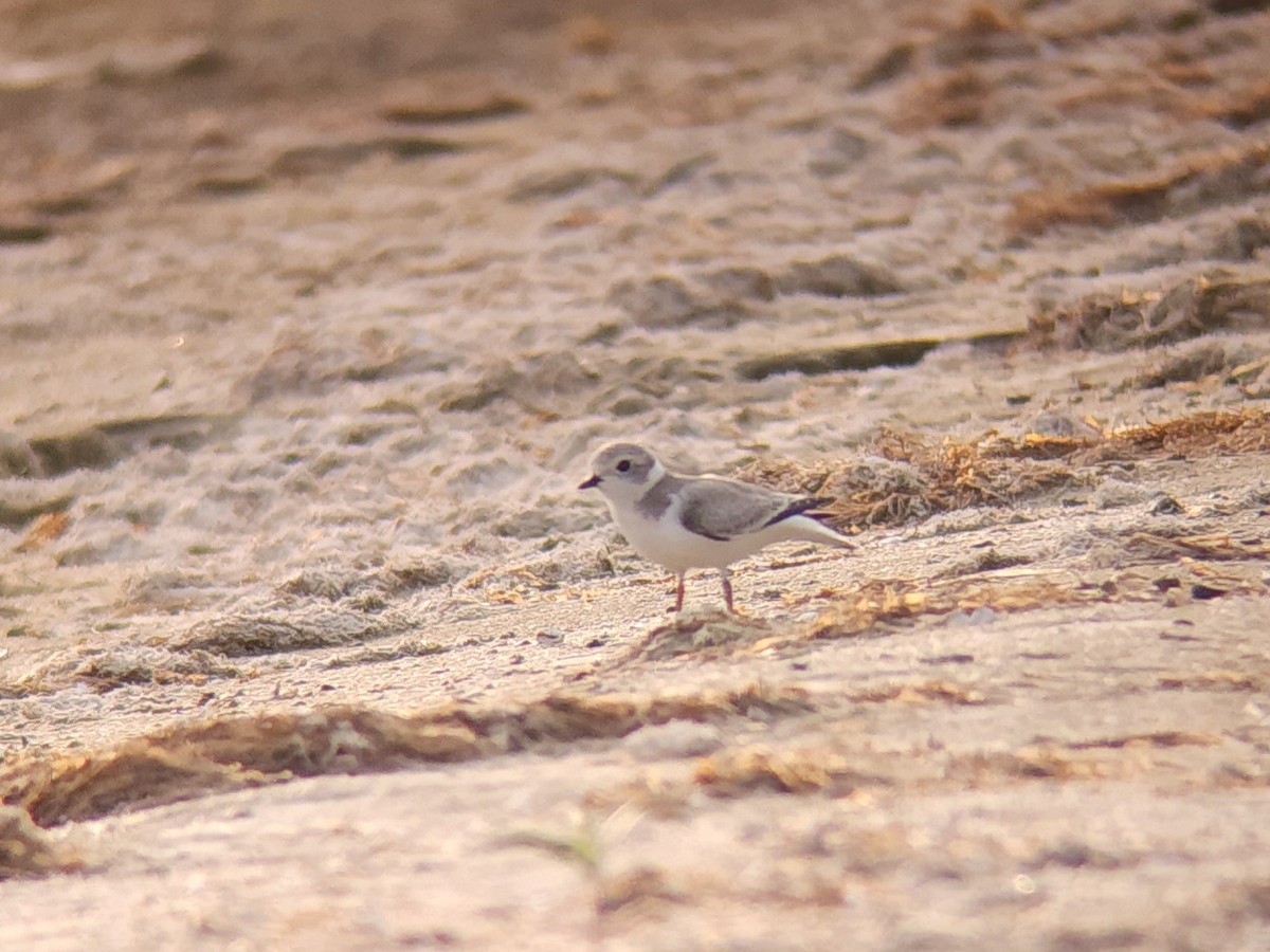 Piping Plover - ML639985156