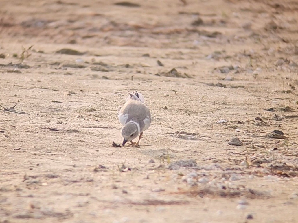 Piping Plover - ML639985157