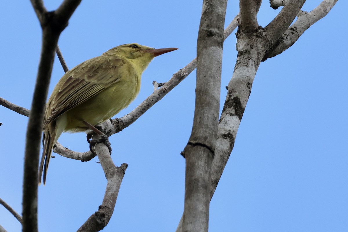 Southern Marquesan Reed Warbler - ML639985170