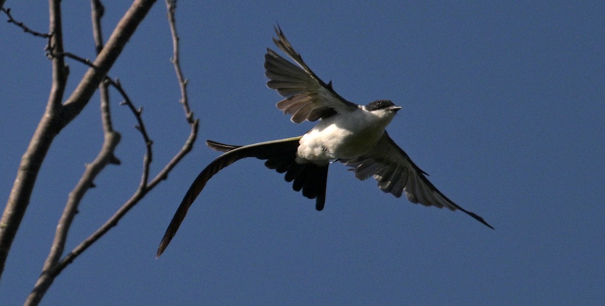 Fork-tailed Flycatcher (savana) - ML639985184