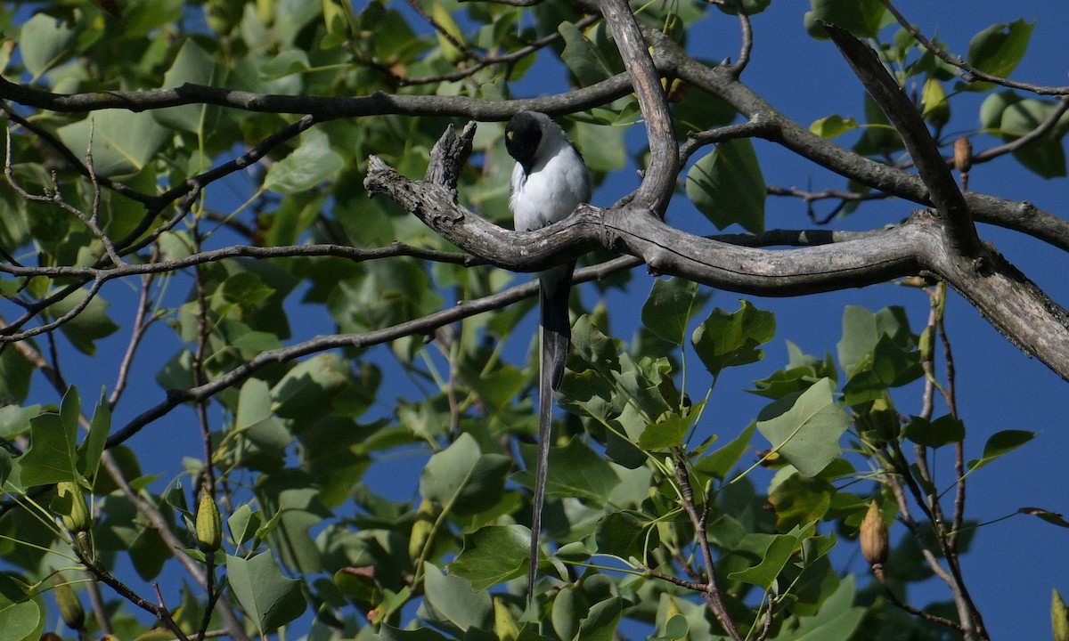 Fork-tailed Flycatcher (savana) - ML639985208
