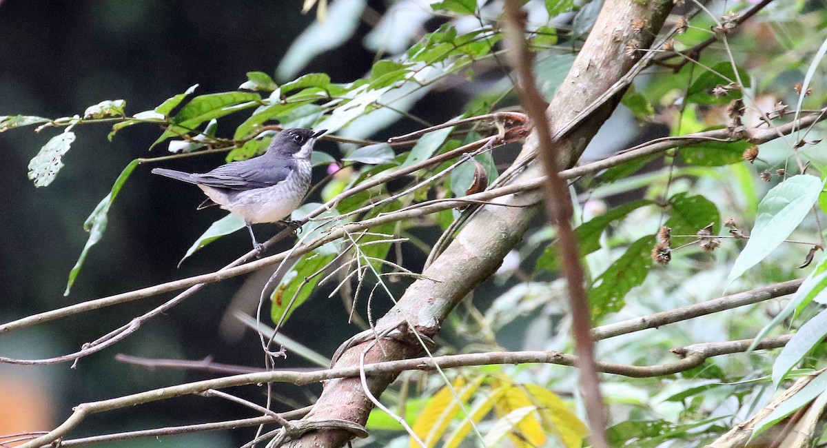 African Forest-Flycatcher - ML639985234