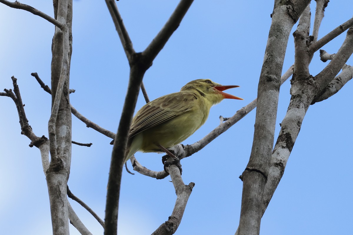 Southern Marquesan Reed Warbler - ML639985237