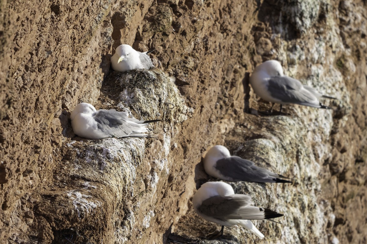 Гурван хуруут цахлай - ML639985254