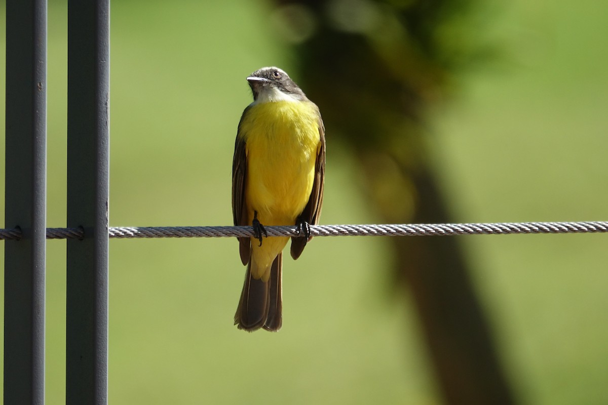 Social Flycatcher - ML639985255
