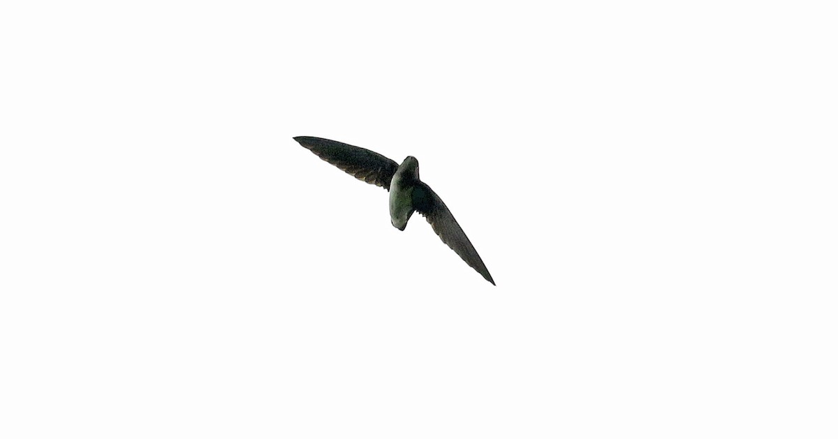 Cassin's Spinetail - ML639985281