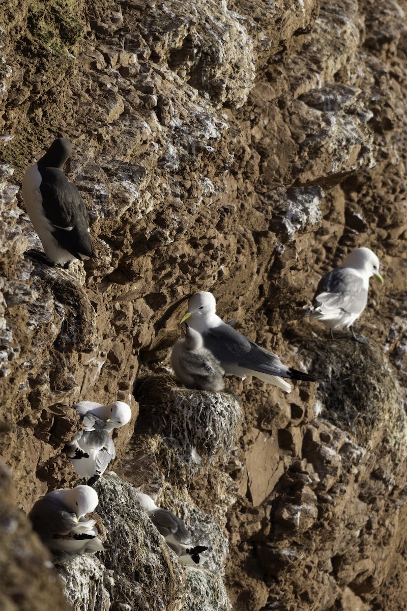 Гурван хуруут цахлай - ML639985363