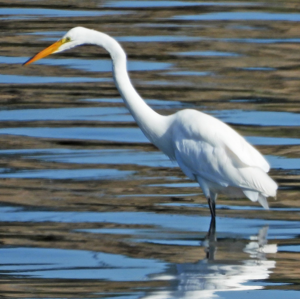 Цасч дэглий - ML639985429