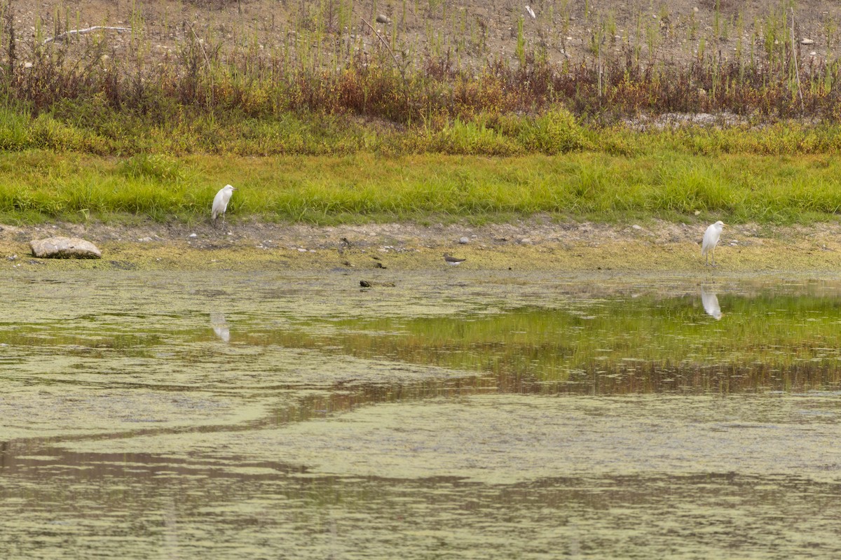 Green Sandpiper - ML639985439