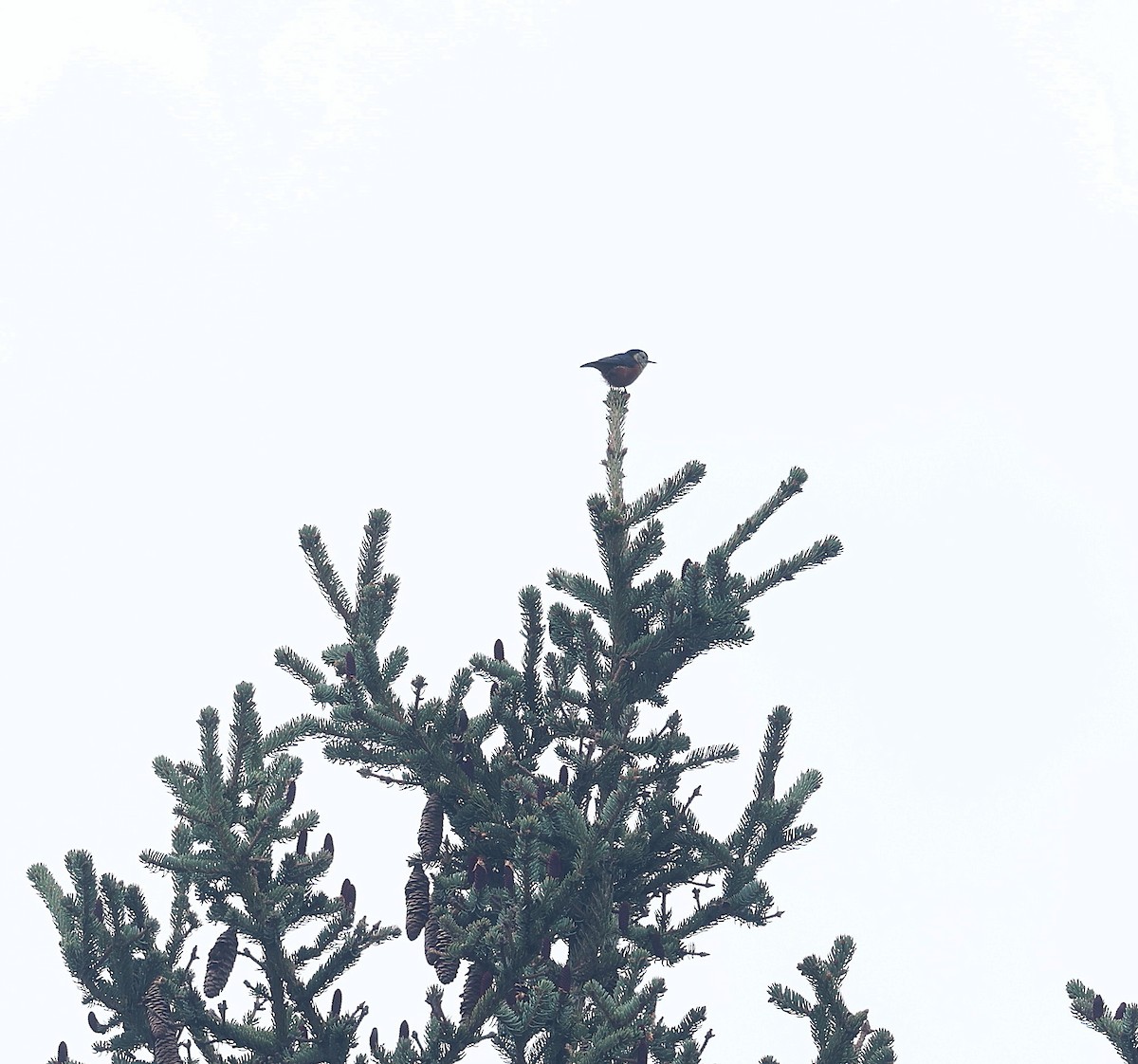Przevalski's Nuthatch - ML639985440