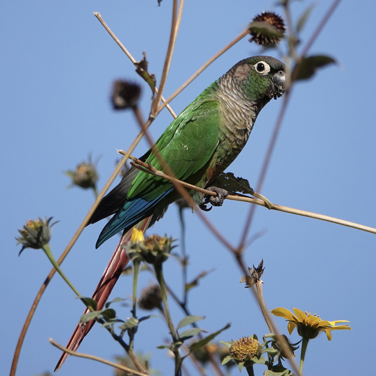 Green-cheeked Parakeet - ML639985484