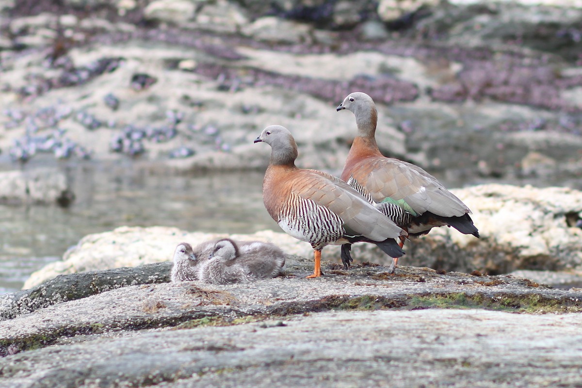 Ashy-headed Goose - ML639985486