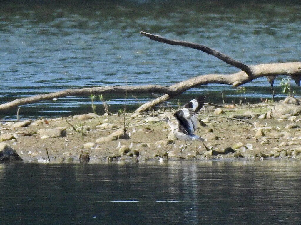 Willet - ML639985491