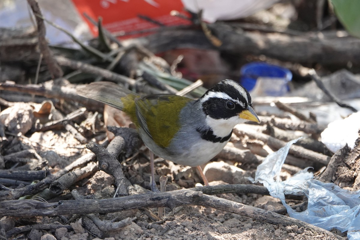 Moss-backed Sparrow - ML639985502