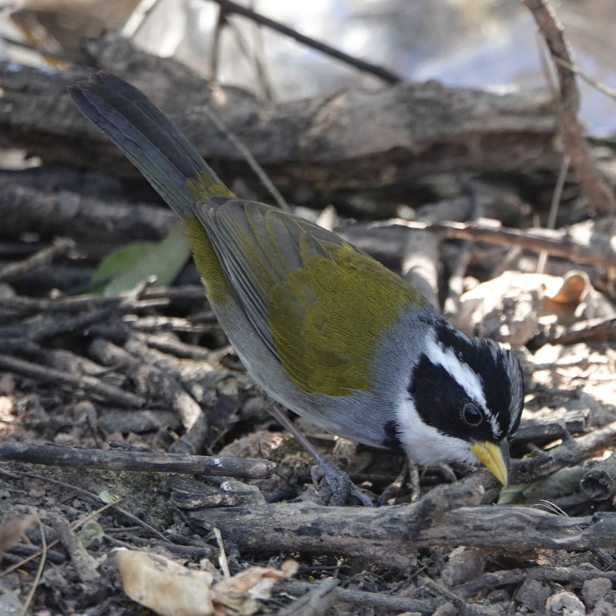 Moss-backed Sparrow - ML639985507