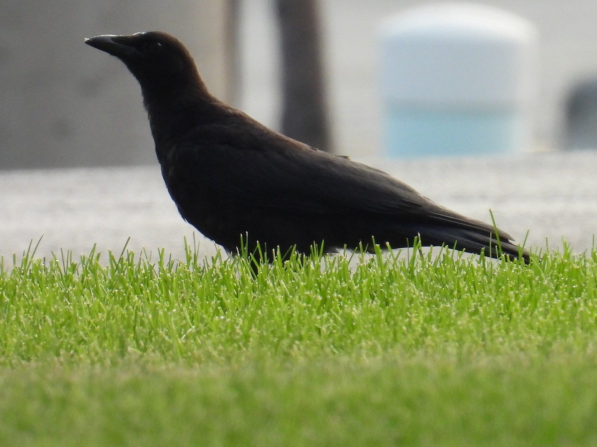American Crow - ML639985520