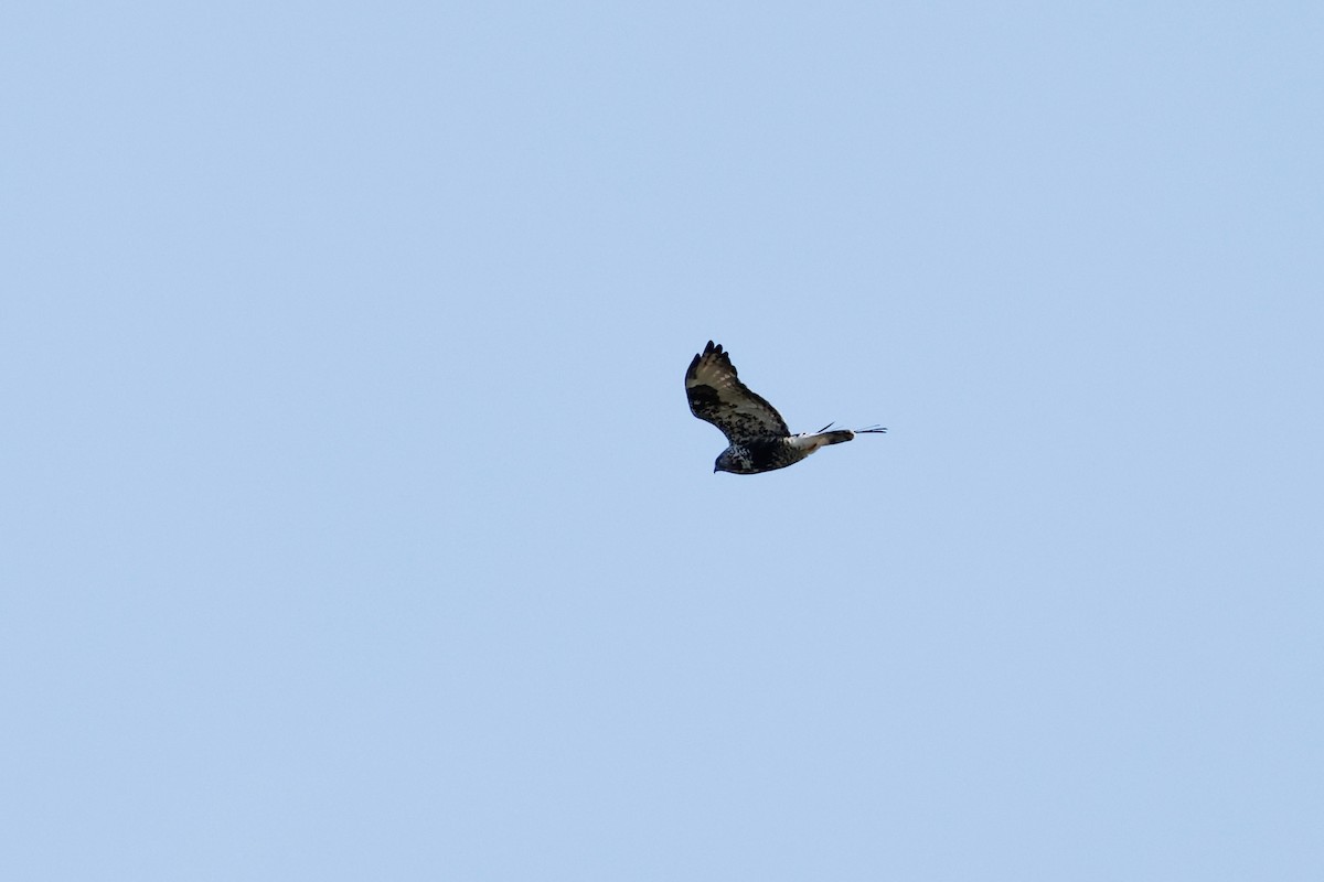 Rough-legged Hawk - ML639985533