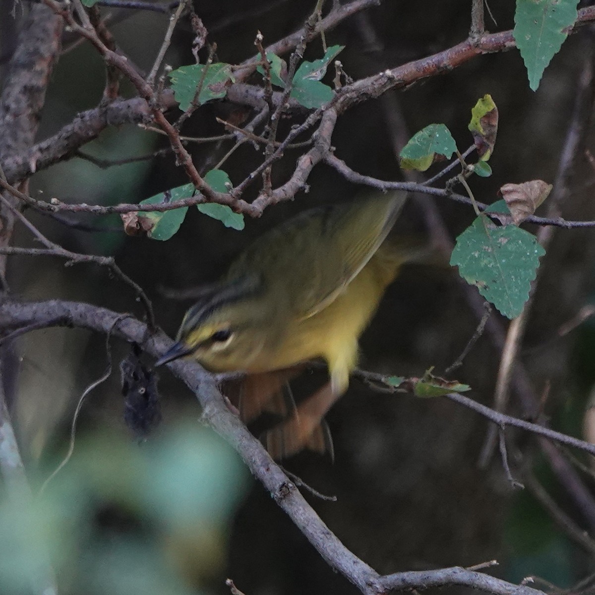 Two-banded Warbler - ML639985539