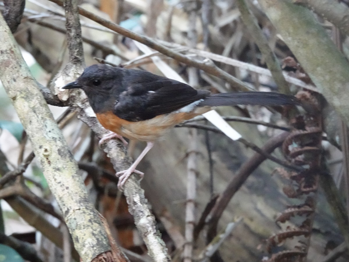 White-rumped Shama (White-rumped) - ML639985570