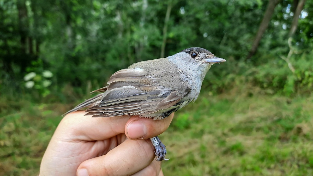 Eurasian Blackcap - ML639985639
