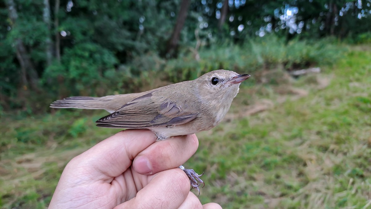 Garden Warbler - ML639985642