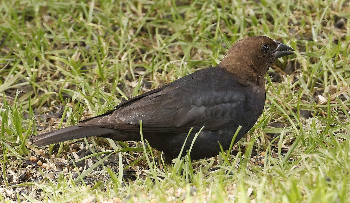 Brown-headed Cowbird - ML639985653
