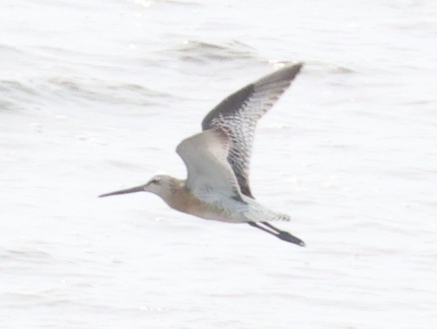 Asian Dowitcher - ML639985655