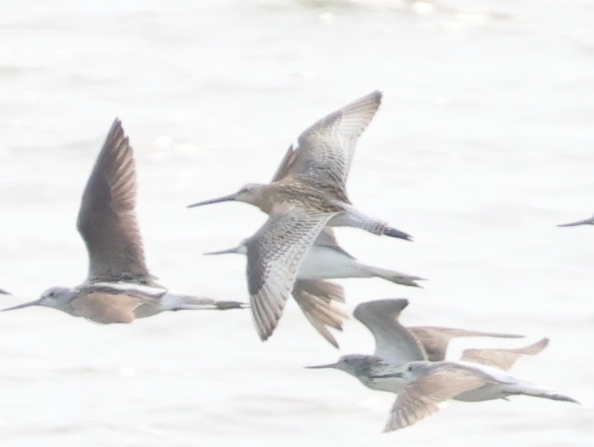 Asian Dowitcher - ML639985658