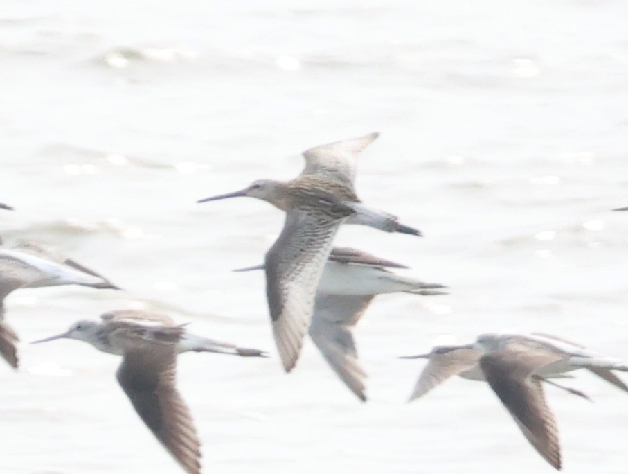 Asian Dowitcher - ML639985662