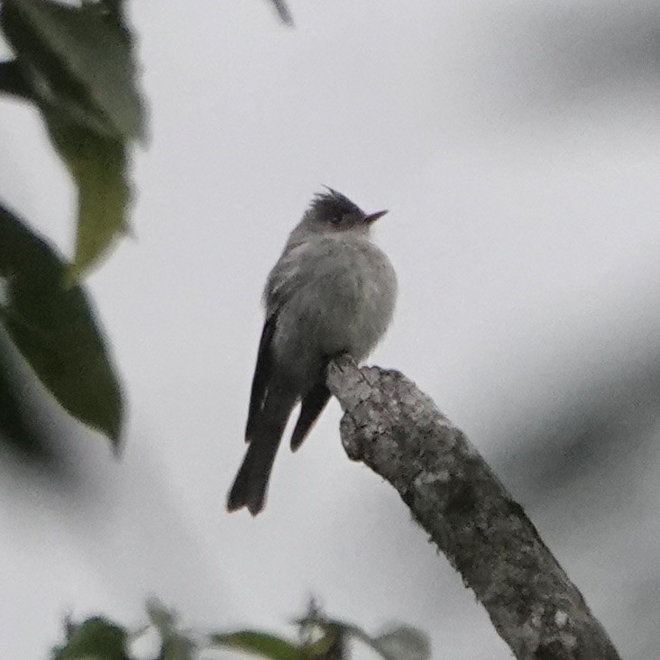 Pibí Ahumado - ML639985670