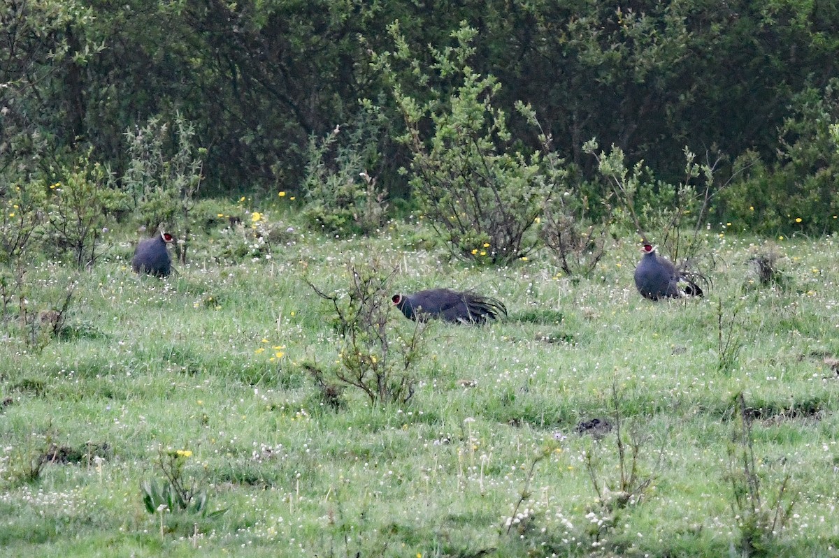 Blue Eared-Pheasant - ML639985700