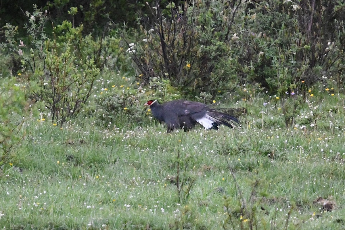 Blue Eared-Pheasant - ML639985704