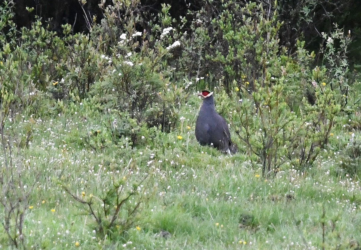 Blue Eared-Pheasant - ML639985714