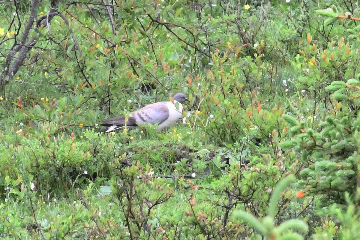 Snow Pigeon - ML639985722