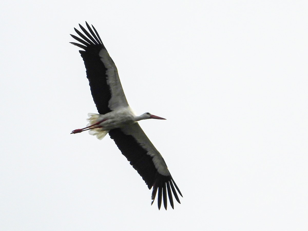 White Stork - ML639985735