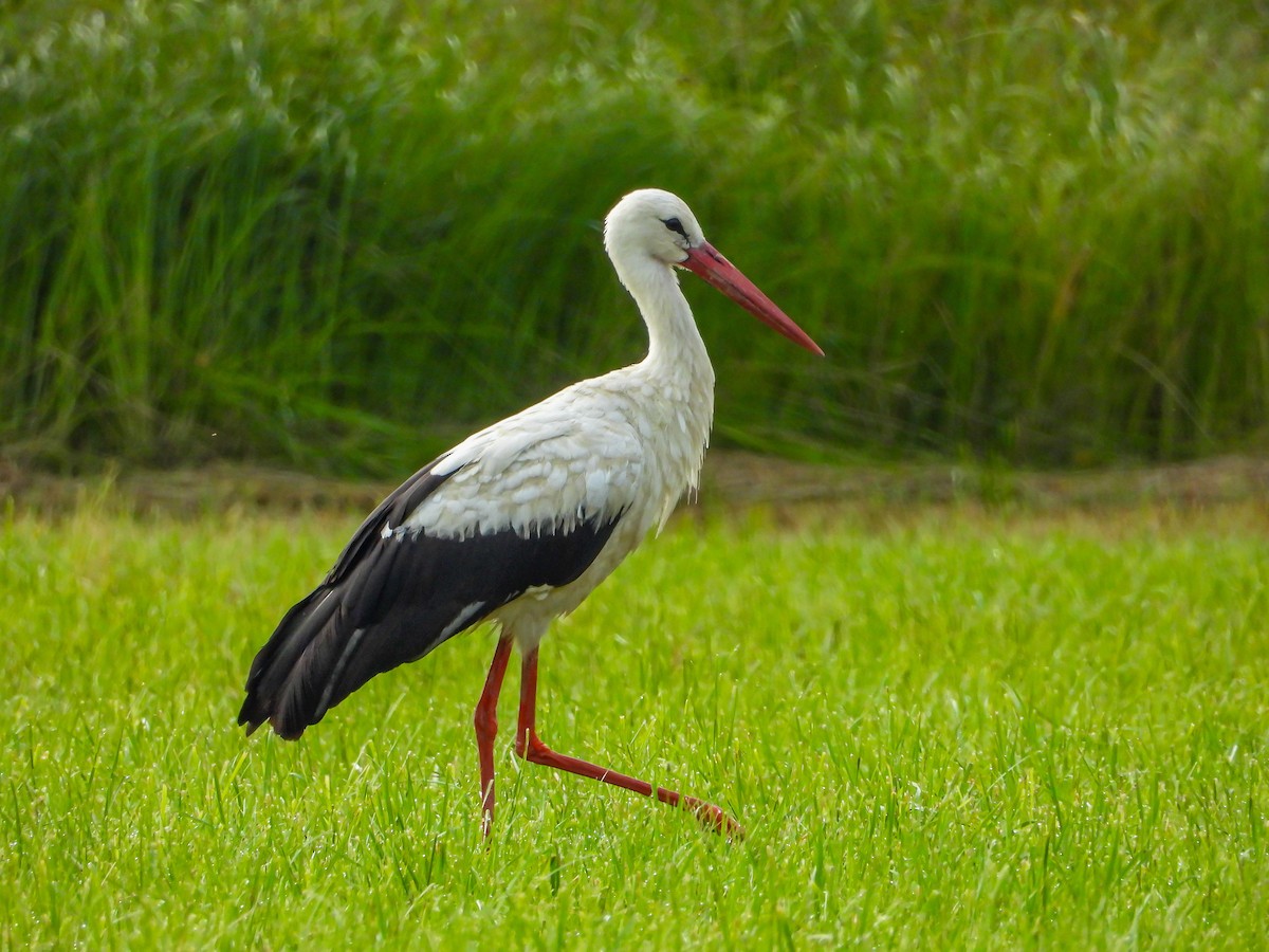 White Stork - ML639985736