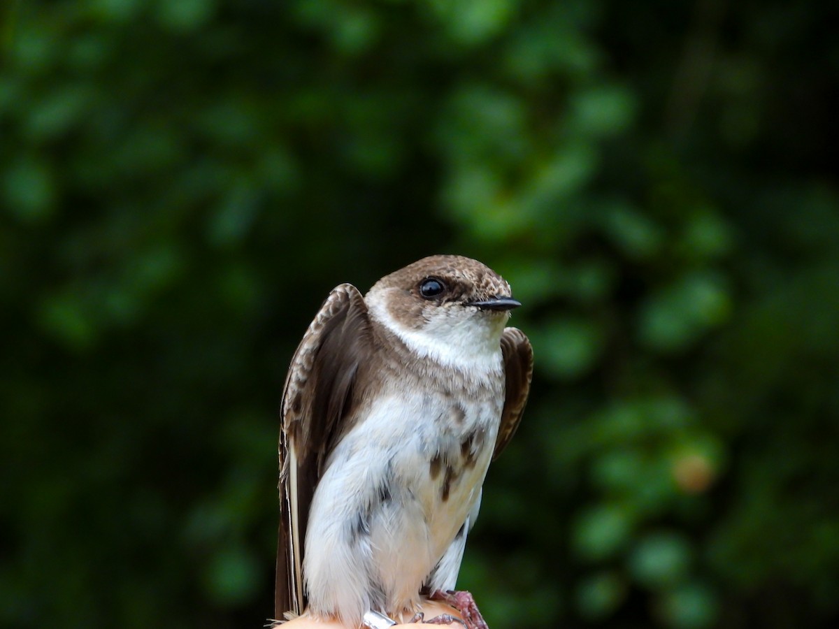 Bank Swallow - ML639985744