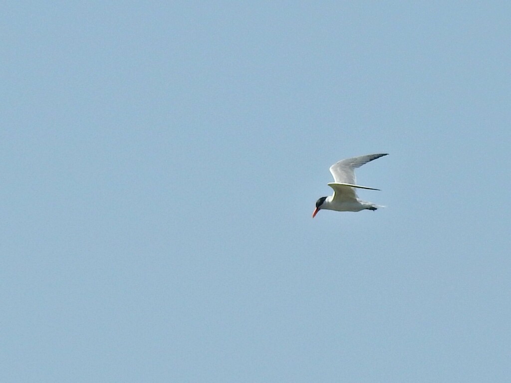 Caspian Tern - ML639985746