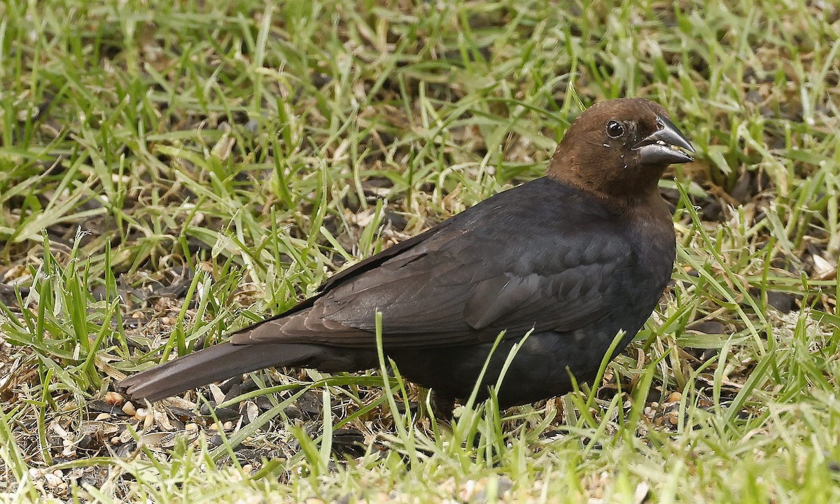 Brown-headed Cowbird - ML639985747