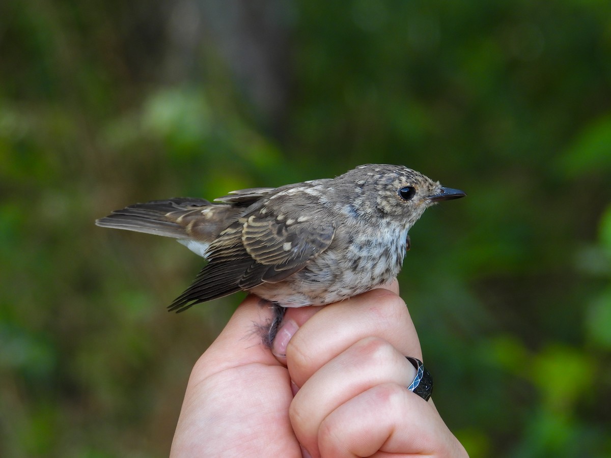 Spotted Flycatcher - ML639985755