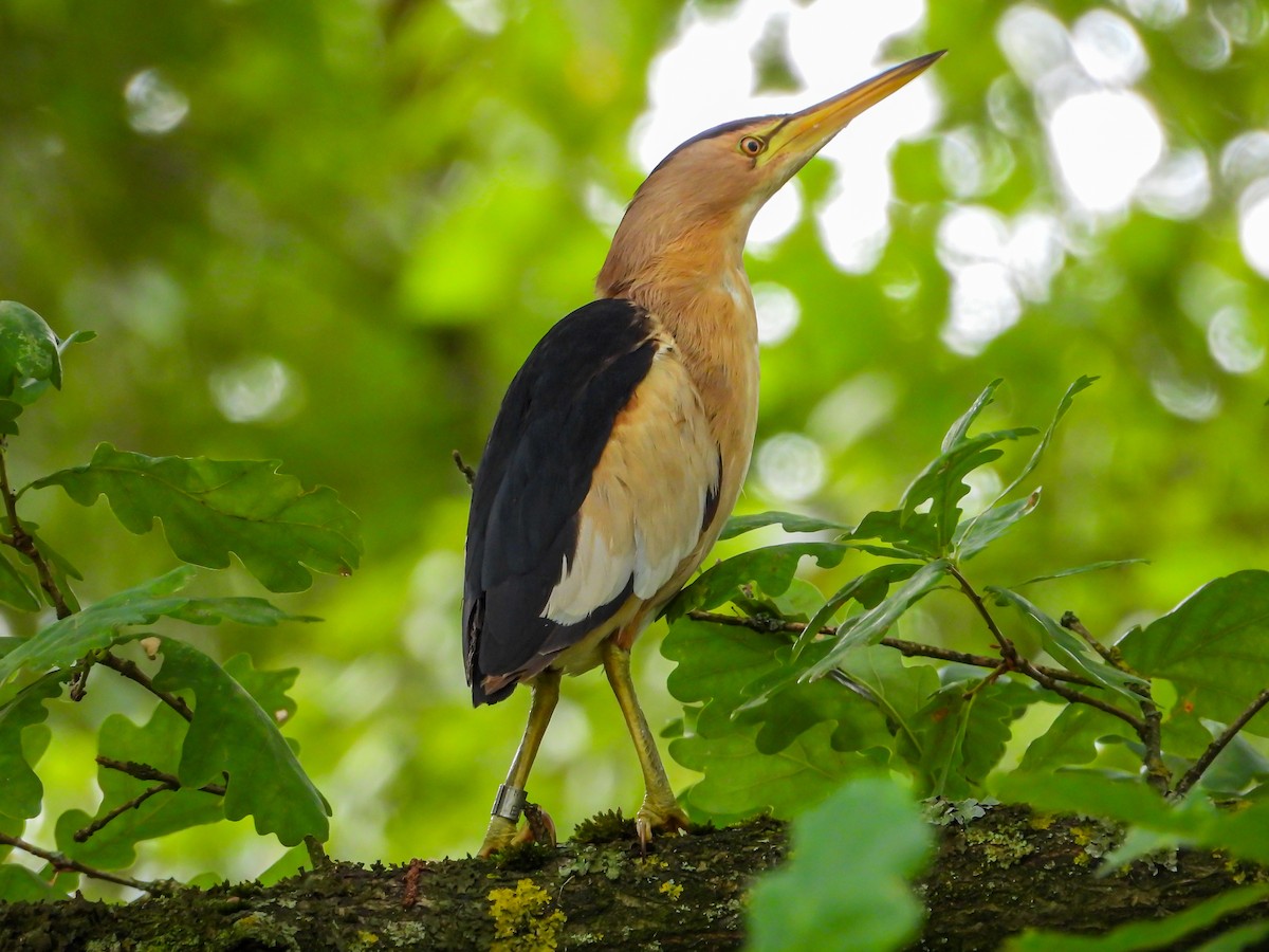 Little Bittern - ML639985768