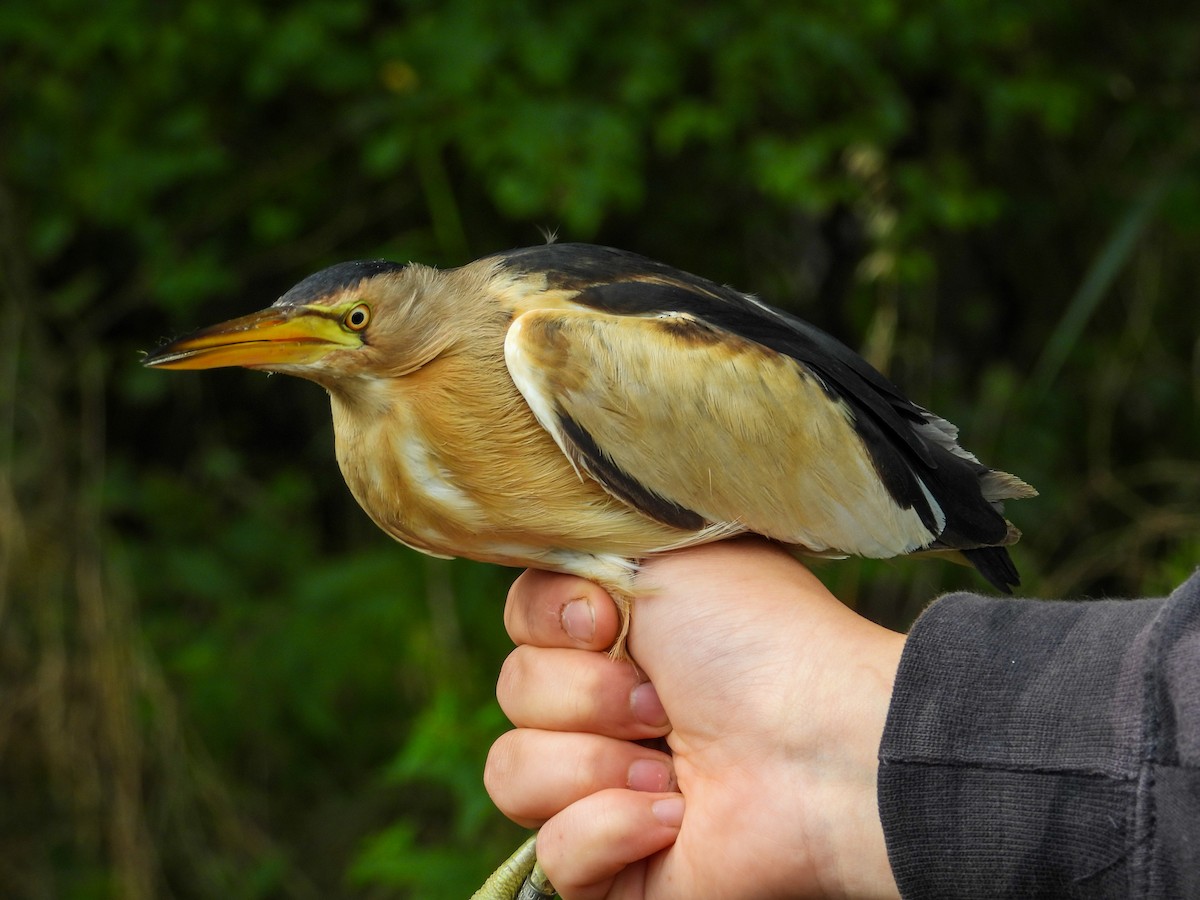 Little Bittern - ML639985769