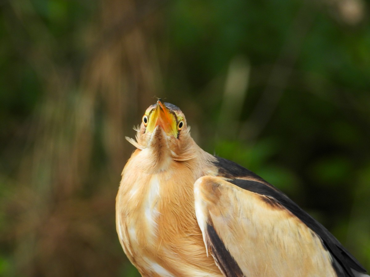 Little Bittern - ML639985770