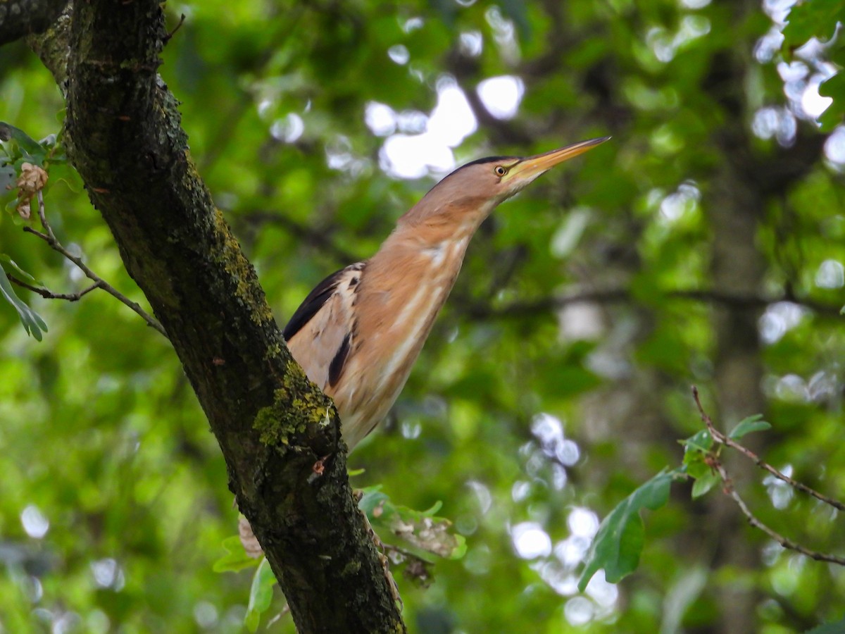 Little Bittern - ML639985771