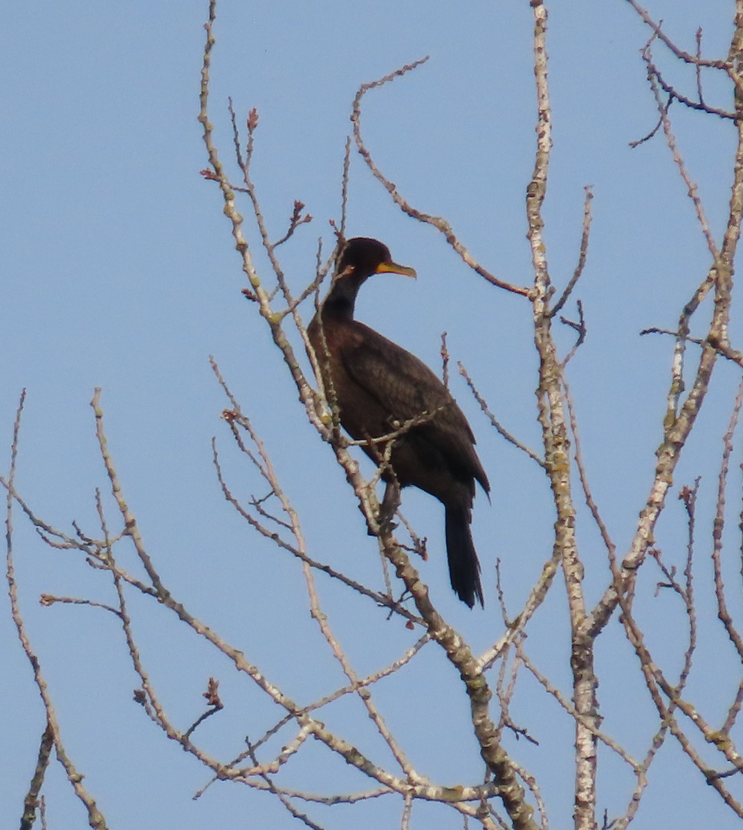 Cormorán Orejudo - ML639985789