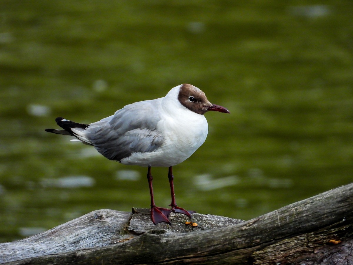 Black-headed Gull - ML639985801